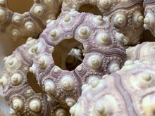 Load image into Gallery viewer, Sputnik Sea Urchins- Beach Wedding Favors - Decor - Sea Urchin - Natural Sea Shell - Air Plant Display - Crafts - 1.75"-3" - FREE SHIPPING!