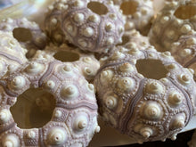 Load image into Gallery viewer, Sputnik Sea Urchins- Beach Wedding Favors - Decor - Sea Urchin - Natural Sea Shell - Air Plant Display - Crafts - 1.75"-3" - FREE SHIPPING!