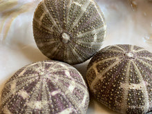 Load image into Gallery viewer, Alfonso Sea Urchins- Beach Wedding Favors - Decor - Sea Urchin - Natural Sea Shell - Air Plant Display - Crafts - 2.5"-4" - FREE SHIPPING!