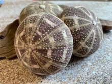 Load image into Gallery viewer, Alfonso Sea Urchins- Beach Wedding Favors - Decor - Sea Urchin - Natural Sea Shell - Air Plant Display - Crafts - 2.5"-4" - FREE SHIPPING!