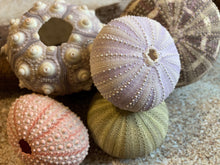 Load image into Gallery viewer, Sea Urchin Sampler Pack - Beach Wedding Favors - Sea Urchins - Natural Sea Shell - Air Plant Display - Crafts - 1.75"-3" - FREE SHIPPING!