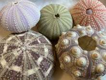 Load image into Gallery viewer, Sea Urchin Sampler Pack - Beach Wedding Favors - Sea Urchins - Natural Sea Shell - Air Plant Display - Crafts - 1.75"-3" - FREE SHIPPING!