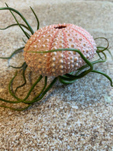 Load image into Gallery viewer, Air Plants & Sea Urchins, Tillandsia Gift Set, Tillandsia Air Plant, Flowering Plant, Airplant, Wedding Decor, Bulk, Tillandsia, Terrarium