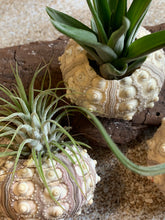 Load image into Gallery viewer, Air Plants & Sea Urchins, Tillandsia Gift Set, Tillandsia Air Plant, Flowering Plant, Airplant, Wedding Decor, Bulk, Tillandsia, Terrarium