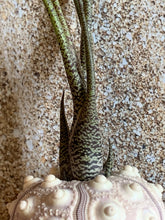 Load image into Gallery viewer, Butzii Air Plant, Tillandsia Air Plant (Pseudobaileyi) Air Plant, Air Plants, Wedding Decor, Plants, Airplants, Bulk, Tillandsia, Terrarium