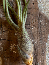 Load image into Gallery viewer, Butzii Air Plant, Tillandsia Air Plant (Pseudobaileyi) Air Plant, Air Plants, Wedding Decor, Plants, Airplants, Bulk, Tillandsia, Terrarium