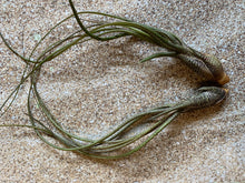 Load image into Gallery viewer, Butzii Air Plant, Tillandsia Air Plant (Pseudobaileyi) Air Plant, Air Plants, Wedding Decor, Plants, Airplants, Bulk, Tillandsia, Terrarium