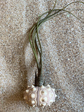 Load image into Gallery viewer, Butzii Air Plant, Tillandsia Air Plant (Pseudobaileyi) Air Plant, Air Plants, Wedding Decor, Plants, Airplants, Bulk, Tillandsia, Terrarium