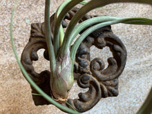 Load image into Gallery viewer, Baileyi Air Plant, Tillandsia Air Plant (Pseudobaileyi) Air Plant, Air Plants, Wedding Decor, Plants, Airplants, Bulk, Tillandsia, Terrarium