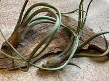 Load image into Gallery viewer, Baileyi Air Plant, Tillandsia Air Plant (Pseudobaileyi) Air Plant, Air Plants, Wedding Decor, Plants, Airplants, Bulk, Tillandsia, Terrarium