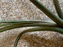 Load image into Gallery viewer, Baileyi Air Plant, Tillandsia Air Plant (Pseudobaileyi) Air Plant, Air Plants, Wedding Decor, Plants, Airplants, Bulk, Tillandsia, Terrarium