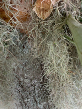 Load image into Gallery viewer, Spanish Moss - Live Spanish Moss Tillandsia Usneoides Hanging Air Plant Live Peruvian Moss Tillandsia Plant Plants Airplants Tillandsia