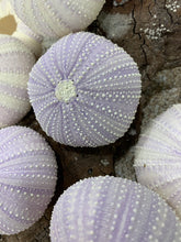 Load image into Gallery viewer, Purple Sea Urchins- Beach Wedding Favors - Decor - Sea Urchin - Natural Sea Shell - Air Plant - 1.5"-2.5" - FREE SHIPPING!