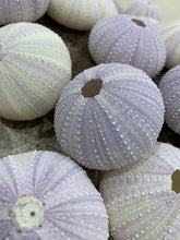 Load image into Gallery viewer, Purple Sea Urchins- Beach Wedding Favors - Decor - Sea Urchin - Natural Sea Shell - Air Plant - 1.5"-2.5" - FREE SHIPPING!