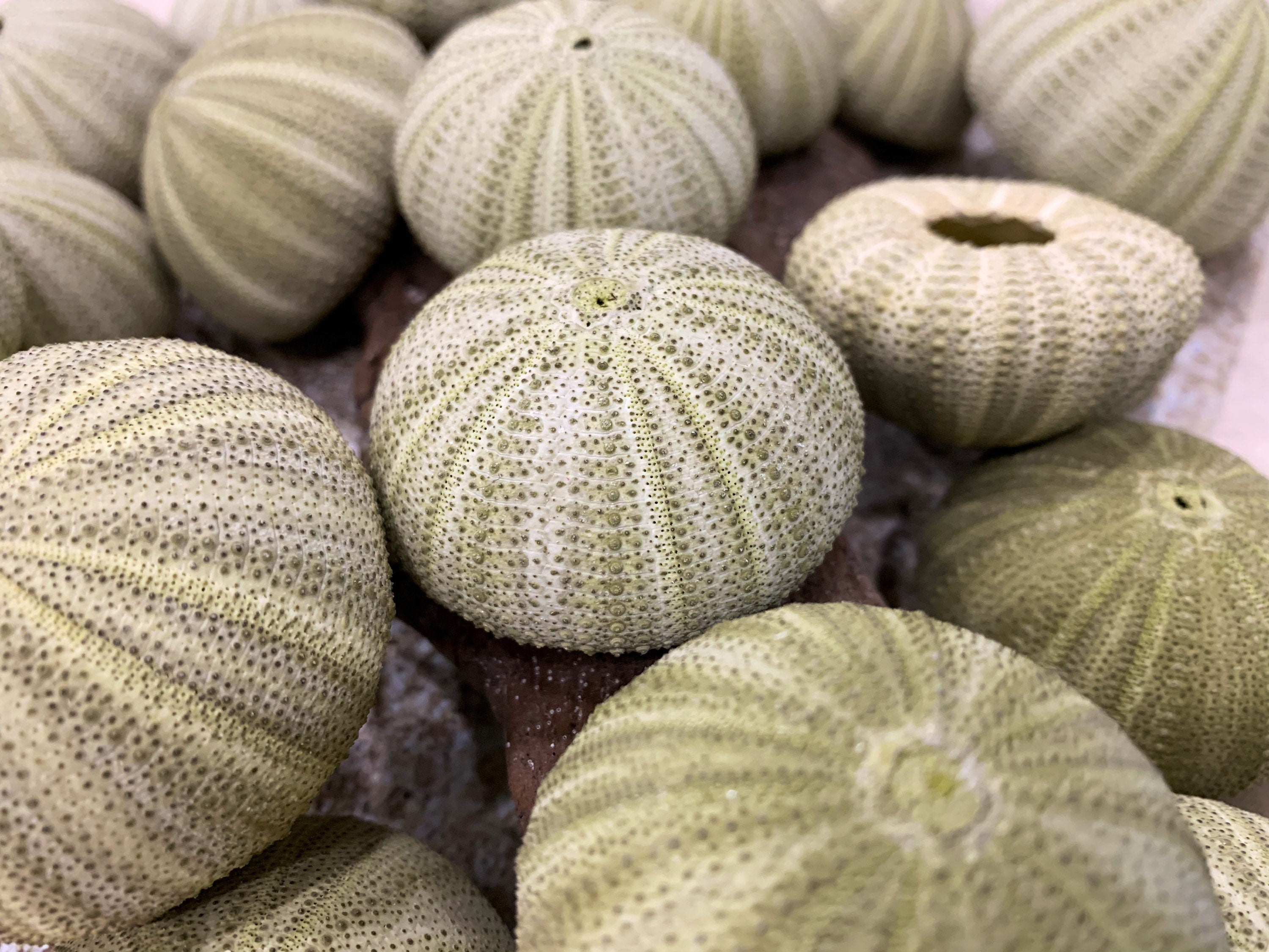 green-sea-urchins-beach-wedding-favors-decor-sea-urchin-natura