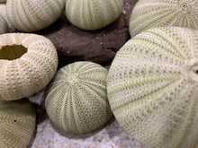 Load image into Gallery viewer, Green Sea Urchins - Beach Wedding Favors - Decor - Sea Urchin - Natural Sea Shell - Air Plant - 1.5"-2.5"