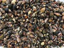Load image into Gallery viewer, Nassa Columbella Shell - Nassa shells - Small Shell Mix - Tiny Seashells - Crafting Shells - Seashells - Crafts - FREE SHIPPING!
