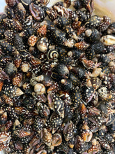 Load image into Gallery viewer, Nassa Columbella Shell - Nassa shells - Small Shell Mix - Tiny Seashells - Crafting Shells - Seashells - Crafts - FREE SHIPPING!