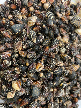 Load image into Gallery viewer, Nassa Columbella Shell - Nassa shells - Small Shell Mix - Tiny Seashells - Crafting Shells - Seashells - Crafts - FREE SHIPPING!