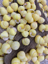 Load image into Gallery viewer, Land Snail-Striped Yellow Land Snail Shells-Safe for Hermit Crabs-Hermit Crab Shells-Turbo Shells-Hermit Crab Tank Decor-FREE SHIPPING!
