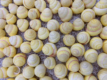 Load image into Gallery viewer, Land Snail-Striped Yellow Land Snail Shells-Safe for Hermit Crabs-Hermit Crab Shells-Turbo Shells-Hermit Crab Tank Decor-FREE SHIPPING!