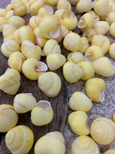 Load image into Gallery viewer, Land Snail-Striped Yellow Land Snail Shells-Safe for Hermit Crabs-Hermit Crab Shells-Turbo Shells-Hermit Crab Tank Decor-FREE SHIPPING!