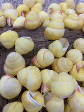 Load image into Gallery viewer, Land Snail-Striped Yellow Land Snail Shells-Safe for Hermit Crabs-Hermit Crab Shells-Turbo Shells-Hermit Crab Tank Decor-FREE SHIPPING!