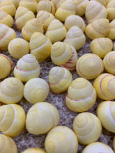 Load image into Gallery viewer, Land Snail-Striped Yellow Land Snail Shells-Safe for Hermit Crabs-Hermit Crab Shells-Turbo Shells-Hermit Crab Tank Decor-FREE SHIPPING!