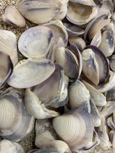 Load image into Gallery viewer, Purple Baby Clam Shells, Purple Clam Shells, Purple Seashells, Purple ClamShells, Bulk Purple Craft Seashells, Bulk Lavender Shells