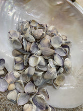 Load image into Gallery viewer, Purple Baby Clam Shells, Purple Clam Shells, Purple Seashells, Purple ClamShells, Bulk Purple Craft Seashells, Bulk Lavender Shells