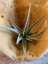 Load image into Gallery viewer, Harrisii Air Plant, Tillandsia Air Plant, Guatemala Air Plant, Air Plants, Wedding Decor, Plants, Airplants, Bulk, Tillandsia, Terrarium