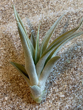 Load image into Gallery viewer, Harrisii Air Plant, Tillandsia Air Plant, Guatemala Air Plant, Air Plants, Wedding Decor, Plants, Airplants, Bulk, Tillandsia, Terrarium
