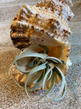 Load image into Gallery viewer, Harrisii Air Plant, Tillandsia Air Plant, Guatemala Air Plant, Air Plants, Wedding Decor, Plants, Airplants, Bulk, Tillandsia, Terrarium