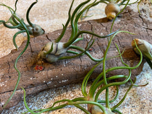 Load image into Gallery viewer, Bulbosa Air Plant, Tillandsia Air Plant, Guatemala Air Plant, Air Plants, Wedding Decor, Plants, Airplants, Bulk, Tillandsia, Terrarium