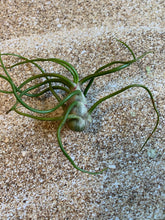 Load image into Gallery viewer, Bulbosa Air Plant, Tillandsia Air Plant, Guatemala Air Plant, Air Plants, Wedding Decor, Plants, Airplants, Bulk, Tillandsia, Terrarium
