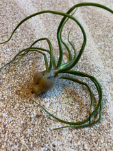 Load image into Gallery viewer, Bulbosa Air Plant, Tillandsia Air Plant, Guatemala Air Plant, Air Plants, Wedding Decor, Plants, Airplants, Bulk, Tillandsia, Terrarium