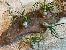 Load image into Gallery viewer, Bulbosa Air Plant, Tillandsia Air Plant, Guatemala Air Plant, Air Plants, Wedding Decor, Plants, Airplants, Bulk, Tillandsia, Terrarium