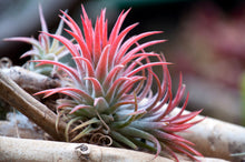 Load image into Gallery viewer, Tillandsia Ionantha Guatemala Air Plant, Guatemala Air Plant, Air Plants, Wedding Decor, Plants, Airplants, Bulk, Tillandsia, Terrarium