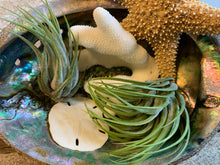 Load image into Gallery viewer, Scaposa Kolby Air Plant, Tillandsia Air Plant, Guatemala Air Plant, Air Plants, Wedding Decor, Plant, Airplants, Bulk, Tillandsia, Terrarium