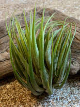 Load image into Gallery viewer, Scaposa Kolby Air Plant, Tillandsia Air Plant, Guatemala Air Plant, Air Plants, Wedding Decor, Plant, Airplants, Bulk, Tillandsia, Terrarium