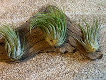 Load image into Gallery viewer, Scaposa Kolby Air Plant, Tillandsia Air Plant, Guatemala Air Plant, Air Plants, Wedding Decor, Plant, Airplants, Bulk, Tillandsia, Terrarium
