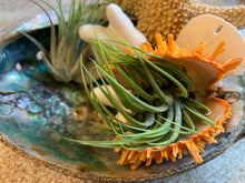 Load image into Gallery viewer, Scaposa Kolby Air Plant, Tillandsia Air Plant, Guatemala Air Plant, Air Plants, Wedding Decor, Plant, Airplants, Bulk, Tillandsia, Terrarium