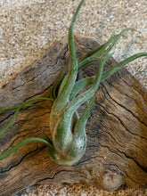 Load image into Gallery viewer, Caput Medusae Air Plant, Tillandsia Air Plant, Guatemala Air Plant, Air Plants, Wedding Decor, Plant, Airplants, Bulk, Tillandsia, Terrarium