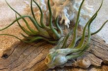 Load image into Gallery viewer, Caput Medusae Air Plant, Tillandsia Air Plant, Guatemala Air Plant, Air Plants, Wedding Decor, Plant, Airplants, Bulk, Tillandsia, Terrarium