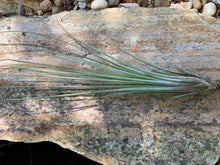 Load image into Gallery viewer, Juncifolia Air Plant, Tillandsia Air Plant, Guatemala Air Plant, Air Plants, Wedding Decor, Plants, Airplants, Bulk, Tillandsia, Terrarium
