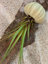 Load image into Gallery viewer, Melanocrater Tricolor Air Plant, Tillandsia Air Plant, Flowering Air Plant, Airplant, Wedding Decor, Airplants, Bulk, Tillandsia, Terrarium