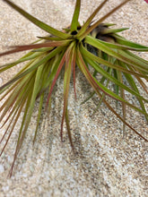Load image into Gallery viewer, Melanocrater Tricolor Air Plant, Tillandsia Air Plant, Flowering Air Plant, Airplant, Wedding Decor, Airplants, Bulk, Tillandsia, Terrarium