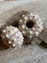 Load image into Gallery viewer, Sputnik Sea Urchins- Beach Wedding Favors - Decor - Sea Urchin - Natural Sea Shell - Air Plant Display - Crafts - 1.75"-3" - FREE SHIPPING!