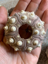 Load image into Gallery viewer, Sputnik Sea Urchins- Beach Wedding Favors - Decor - Sea Urchin - Natural Sea Shell - Air Plant Display - Crafts - 1.75"-3" - FREE SHIPPING!