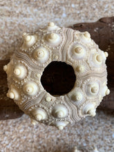 Load image into Gallery viewer, Sputnik Sea Urchins- Beach Wedding Favors - Decor - Sea Urchin - Natural Sea Shell - Air Plant Display - Crafts - 1.75"-3" - FREE SHIPPING!